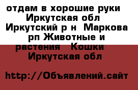 отдам в хорошие руки - Иркутская обл., Иркутский р-н, Маркова рп Животные и растения » Кошки   . Иркутская обл.